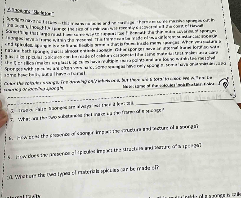 A Sponge’s “Skeleton” 
Sponges have no tissues - this means no bone and no cartilage. There are some massive sponges out in 
the ocean, though! A sponge the size of a minivan was recently discovered off the coast of Hawaii. 
Something that large must have some way to support itself! Beneath the thin outer covering of sponges, 
sponges have a frame within the mesohyl. This frame can be made of two different substances: spongin 
and spicules. Spongin is a soft and flexible protein that is found inside many sponges. When you picture a 
natural bath sponge, that is almost entirely spongin. Other sponges have an internal frame fortified with 
glass-like spicules. Spicules can be made of calcium carbonate (the same material that makes up a clam 
shell) or silica (makes up glass). Spicules have multiple sharp points and are found within the mesohyl. 
Sponges with spicules are often very hard. Some sponges have only spongin, some have only spicules, and 
some have both, but all have a frame! 
Color the spicules orange. The drawing only labels one, but there are 6 total to color. We will not be 
coloring or labeling spongin. Note: some of the spicules look like this! Color 
6. True or False: Sponges are always less than 3 feet tall. 
_ 
7. What are the two substances that make up the frame of a sponge? 
8. How does the presence of spongin impact the structure and texture of a sponge? 
9. How does the presence of spicules impact the structure and texture of a sponge? 
10. What are the two types of materials spicules can be made of? 
nside of a sponge is calle