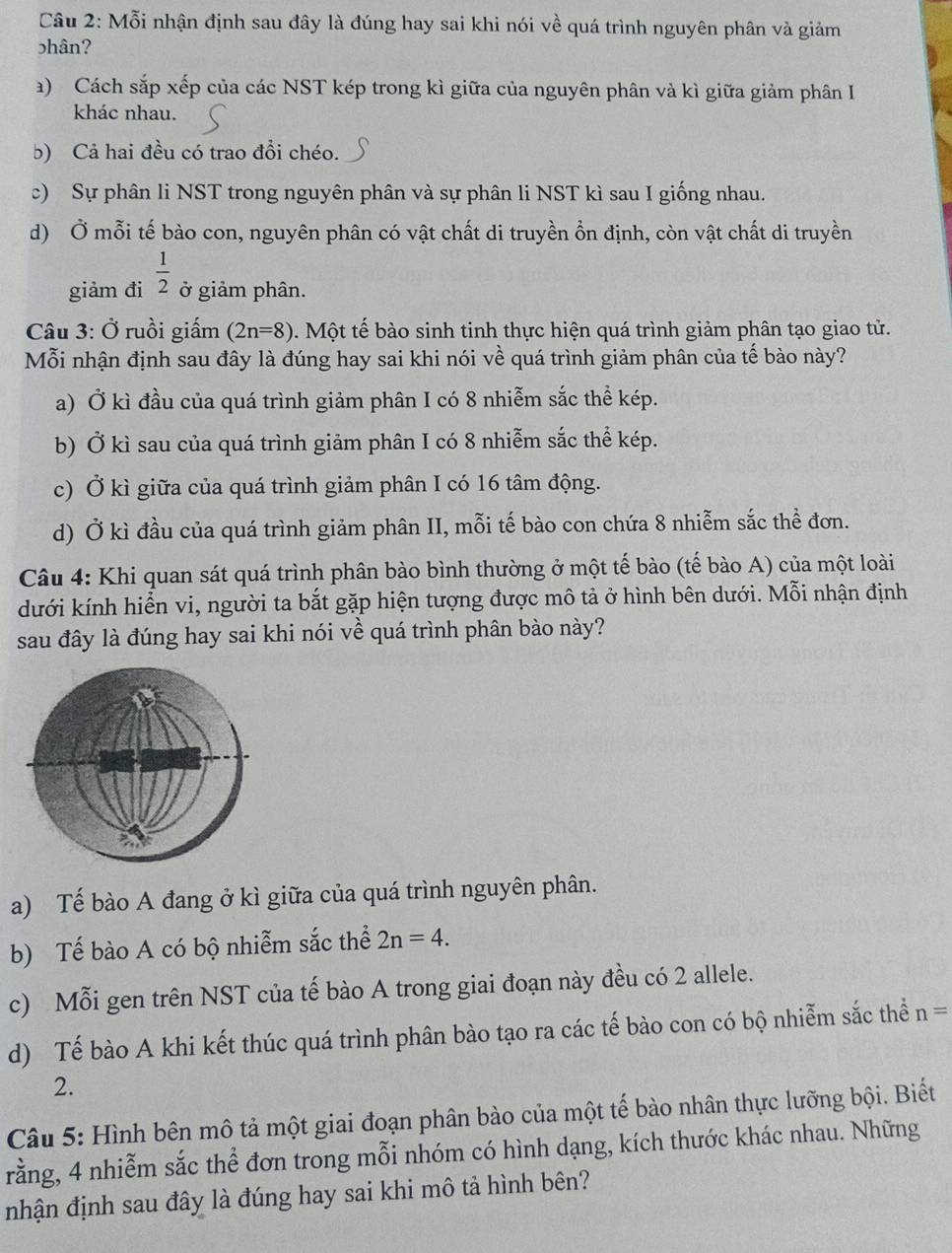 Mỗi nhận định sau đây là đúng hay sai khi nói về quá trình nguyên phân và giảm
phân?
a) Cách sắp xếp của các NST kép trong kì giữa của nguyên phân và kì giữa giảm phân I
khác nhau.
b) Cả hai đều có trao đổi chéo.
c) Sự phân li NST trong nguyên phân và sự phân li NST kì sau I giống nhau.
d) Ở mỗi tế bào con, nguyên phân có vật chất di truyền ổn định, còn vật chất di truyền
giảm đi  1/2  ở giảm phân.
Câu 3: Ở ruồi giấm (2n=8). Một tế bào sinh tinh thực hiện quá trình giảm phân tạo giao tử.
Mỗi nhận định sau đây là đúng hay sai khi nói về quá trình giảm phân của tế bào này?
a) Ở kì đầu của quá trình giảm phân I có 8 nhiễm sắc thể kép.
b) Ở kì sau của quá trình giảm phân I có 8 nhiễm sắc thể kép.
c) Ở kì giữa của quá trình giảm phân I có 16 tâm động.
d) Ở kì đầu của quá trình giảm phân II, mỗi tế bào con chứa 8 nhiễm sắc thể đơn.
Câu 4: Khi quan sát quá trình phân bào bình thường ở một tế bào (tế bào A) của một loài
dưới kính hiển vi, người ta bắt gặp hiện tượng được mô tả ở hình bên dưới. Mỗi nhận định
sau đây là đúng hay sai khi nói về quá trình phân bào này?
a) Tế bào A đang ở kì giữa của quá trình nguyên phân.
b) Tế bào A có bộ nhiễm sắc thể 2n=4.
c) Mỗi gen trên NST của tế bào A trong giai đoạn này đều có 2 allele.
d) Tế bào A khi kết thúc quá trình phân bào tạo ra các tế bào con có bộ nhiễm sắc thể n=
2.
Câu 5: Hình bên mô tả một giai đoạn phân bào của một tế bào nhân thực lưỡng bội. Biết
rằng, 4 nhiễm sắc thể đơn trong mỗi nhóm có hình dạng, kích thước khác nhau. Những
nhận định sau đây là đúng hay sai khi mô tả hình bên?