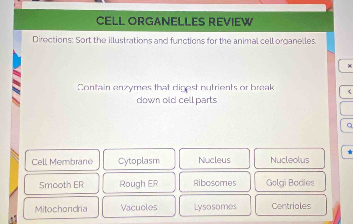 CELL ORGANELLES REVIEW
Directions: Sort the illustrations and functions for the animal cell organelles.
x
Contain enzymes that digest nutrients or break
<
down old cell parts
Q
★
Cell Membrane Cytoplasm Nucleus  Nucleolus
Smooth ER Rough ER Ribosomes Golgi Bodies
Mitochondria Vacuoles Lysosomes Centrioles