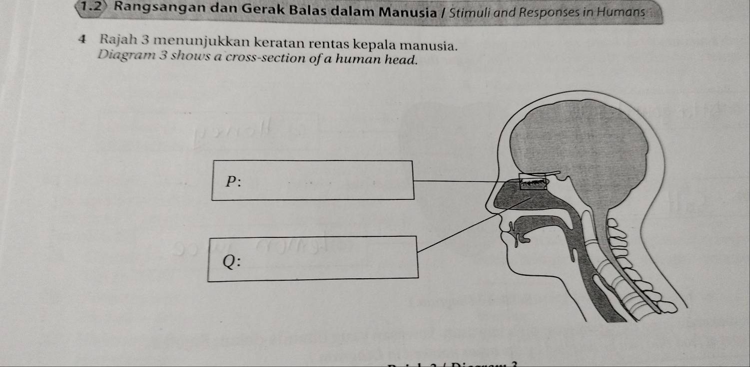 1.2 Rangsangan dan Gerak Balas dalam Manusia / Stimuli and Responses in Humans 
4 Rajah 3 menunjukkan keratan rentas kepala manusia. 
Diagram 3 shows a cross-section of a human head.
P :
Q :