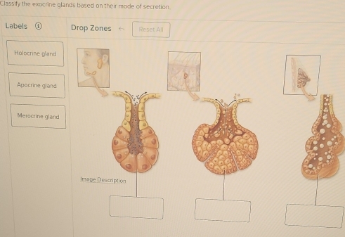 Classify the exocrine glands based on their mode of secretion. 
Labels Drop Zones Reset All 
Holocrine gland 
Apocrine gland 
Merocrine gland 
Image Description