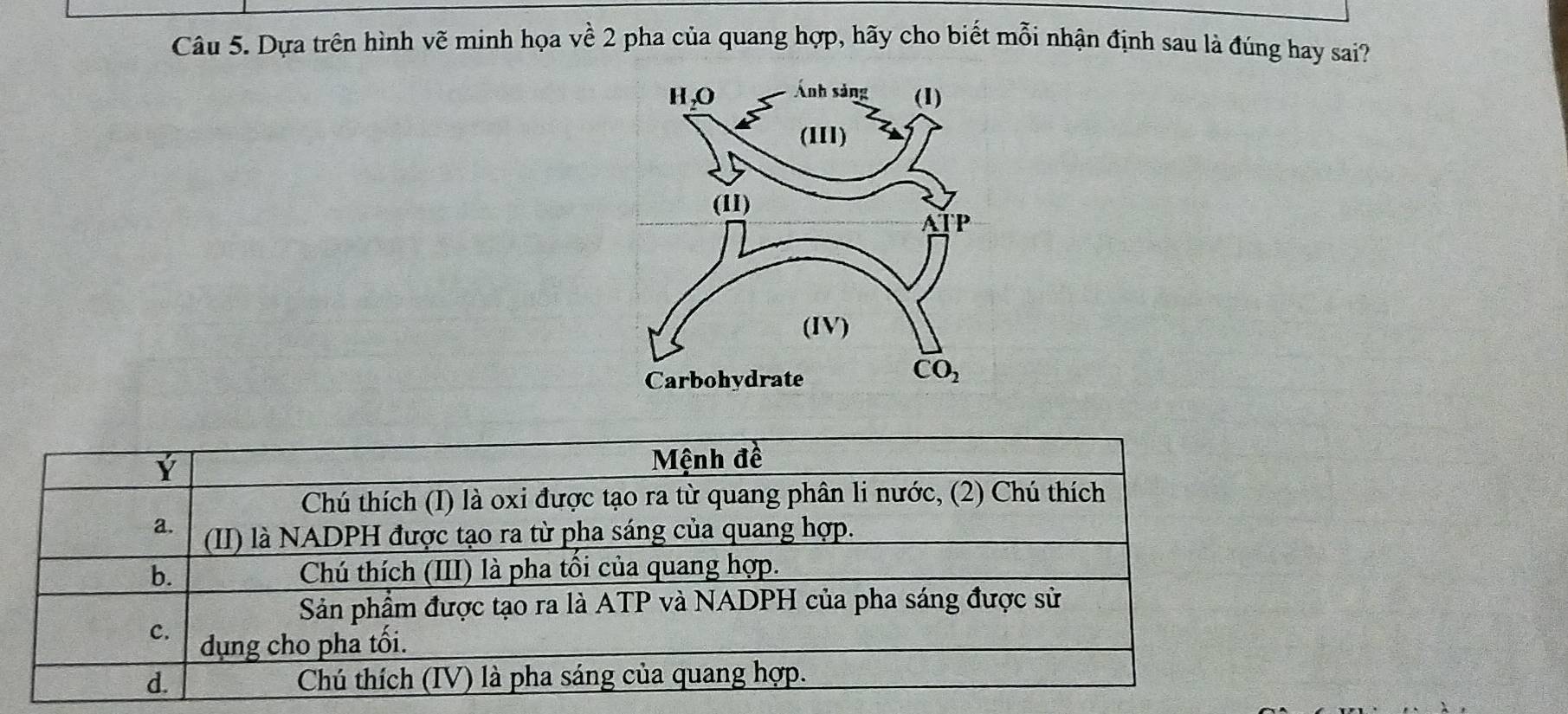 Dựa trên hình vẽ minh họa về 2 pha của quang hợp, hãy cho biết mỗi nhận định sau là đúng hay sai?
Ý
Mệnh đề
Chú thích (I) là oxi được tạo ra từ quang phân li nước, (2) Chú thích
a. (II) là NADPH được tạo ra từ pha sáng của quang hợp.
b. Chú thích (III) là pha tối của quang hợp.
Sản phẩm được tạo ra là ATP và NADPH của pha sáng được sử
C.  dụng cho pha tối.
d. Chú thích (IV) là pha sáng của quang hợp.