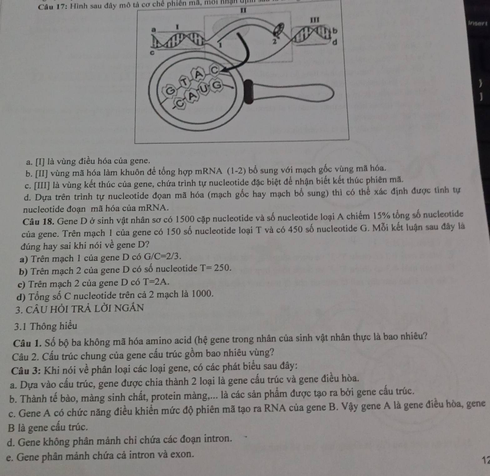 Hình sau đây mô tả cơ chế phiên mã, môi nhận tịnh s
Insort

1
a. [I] là vùng điều hóa của gene.
b. [II] vùng mã hóa làm khuôn để tổng hợp mRNA (1-2) bổ sung với mạch gốc vùng mã hóa.
c. [III] là vùng kết thúc của gene, chứa trình tự nucleotide đặc biệt để nhận biết kết thúc phiên mã.
d. Dựa trên trình tự nucleotide đọan mã hóa (mạch gốc hay mạch bổ sung) thì có thể xác định được tỉnh tự
nucleotide đoạn mã hóa của mRNA.
Câu 18. Gene D ở sinh vật nhân sơ có 1500 cặp nucleotide và số nucleotide loại A chiếm 15% tổng số nucleotide
của gene. Trên mạch 1 của gene có 150 số nucleotide loại T và có 450 số nucleotide G. Mỗi kết luận sau đây là
đúng hay sai khi nói về gene D?
a) Trên mạch 1 của gene D có G/C=2/3.
b) Trên mạch 2 của gene D có số nucleotide T=250.
c) Trên mạch 2 của gene D có T=2A.
d) Tổng số C nucleotide trên cả 2 mạch là 1000.
3. CÂU HỜI TRẢ LỜI NGÁN
3.1 Thông hiều
Câu 1. Số bộ ba không mã hóa amino acid (hệ gene trong nhân của sinh vật nhân thực là bao nhiêu?
Câu 2. Cấu trúc chung của gene cấu trúc gồm bao nhiêu vùng?
Câu 3: Khi nói về phân loại các loại gene, có các phát biểu sau đây:
a. Dựa vào cấu trúc, gene được chia thành 2 loại là gene cấu trúc và gene điều hòa.
b. Thành tế bào, màng sinh chất, protein màng,... là các sản phẩm được tạo ra bởi gene cấu trúc.
c. Gene A có chức năng điều khiển mức độ phiên mã tạo ra RNA của gene B. Vậy gene A là gene điều hòa, gene
B là gene cấu trúc.
d. Gene không phân mảnh chi chứa các đoạn intron.
e. Gene phân mảnh chứa cả intron và exon.
12