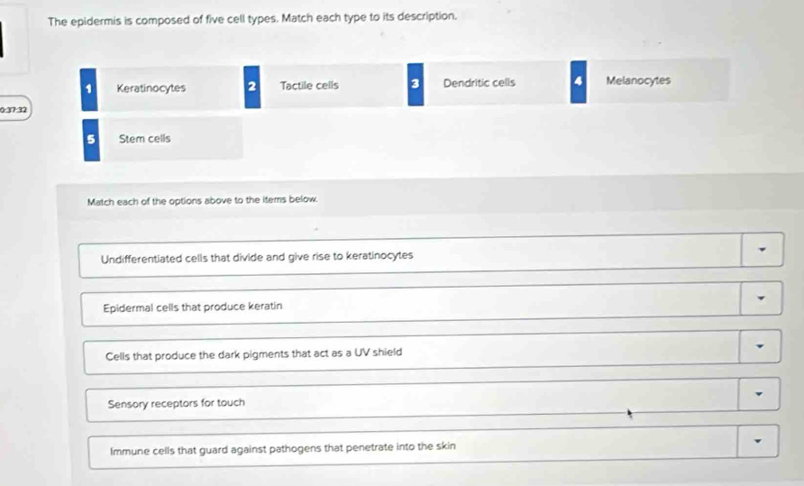 The epidermis is composed of five cell types. Match each type to its description.
1 Keratinocytes 2 Tactile cells 3 Dendritic cells 4 Melanocytes
0:37 32
5 Stem cells
Match each of the options above to the items below.
Undifferentiated cells that divide and give rise to keratinocytes
Epidermal cells that produce keratin
Cells that produce the dark pigments that act as a UV shield
Sensory receptors for touch
Immune cells that guard against pathogens that penetrate into the skin
