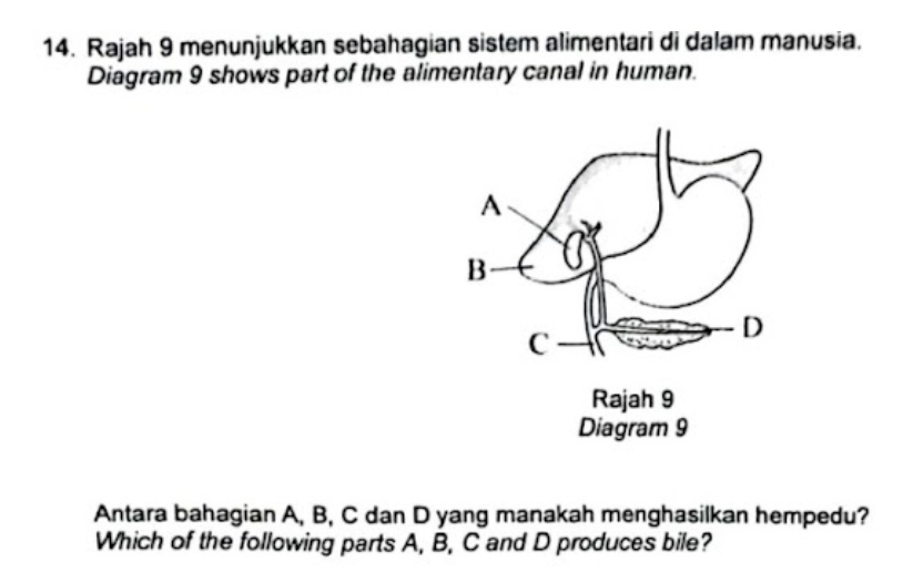 Rajah 9 menunjukkan sebahagian sistem alimentari di dalam manusia. 
Diagram 9 shows part of the alimentary canal in human. 
Antara bahagian A, B, C dan D yang manakah menghasilkan hempedu? 
Which of the following parts A, B, C and D produces bile?