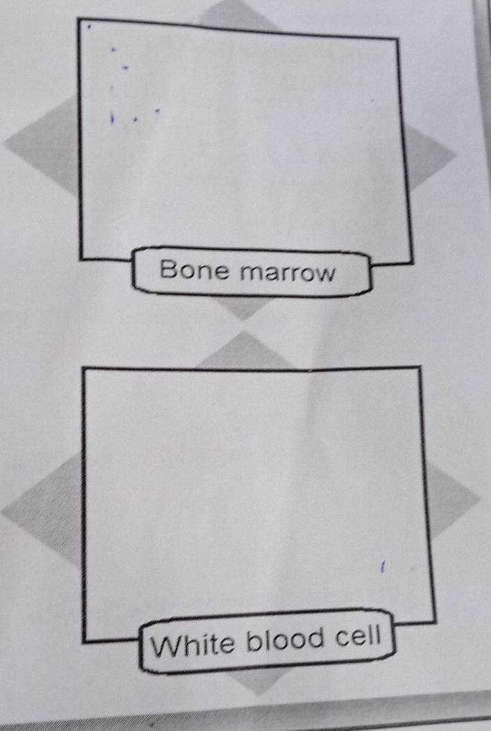 Bone marrow