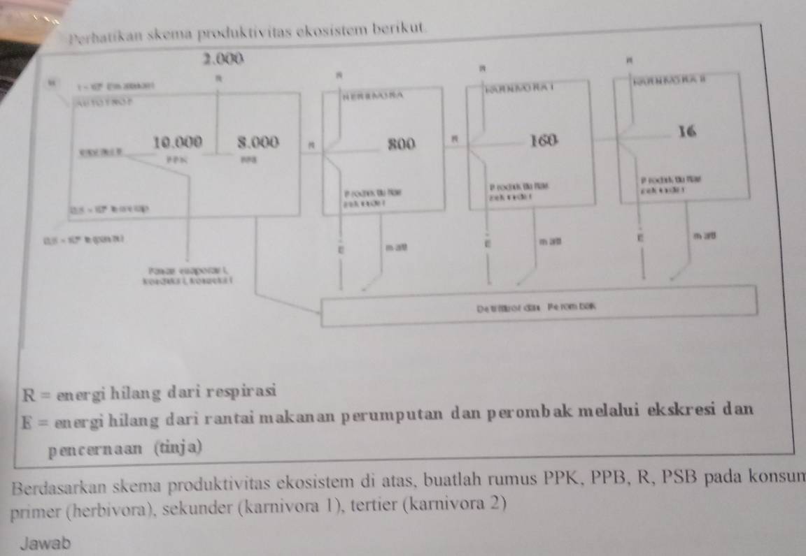 Perhatíkan skema produktívitas ekosistem beríkut.
R= energi hilang dari respirasi
E= energi hilang dari rantaimakanan perumputan dan perombak melalui ekskresi dan
pencernaan (tinja)
Berdasarkan skema produktivitas ekosistem di atas, buatlah rumus PPK, PPB, R, PSB pada konsum
primer (herbivora), sekunder (karnivora 1), tertier (karnivora 2)
Jawab