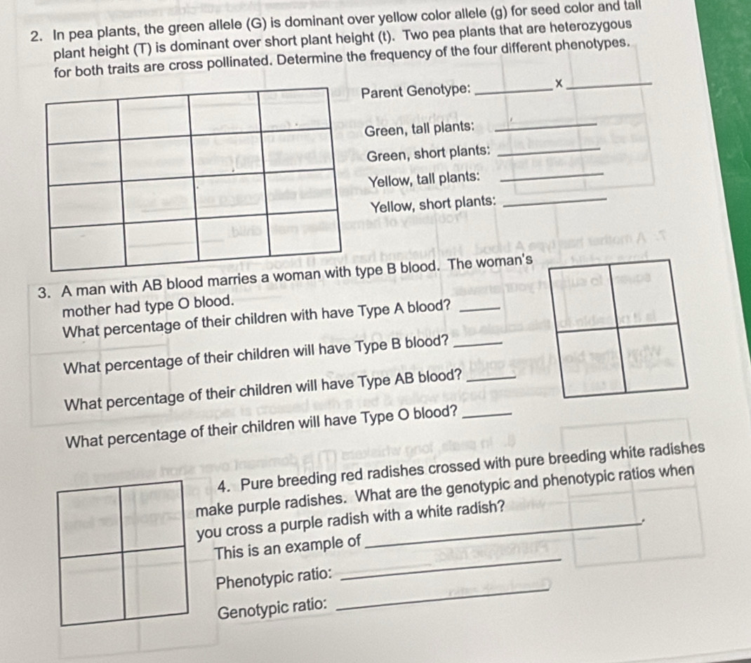 In pea plants, the green allele (G) is dominant over yellow color allele (g) for seed color and tall 
plant height (T) is dominant over short plant height (t). Two pea plants that are heterozygous 
for both traits are cross pollinated. Determine the frequency of the four different phenotypes. 
Parent Genotype:_ 
_x 
Green, tall plants: 
_ 
Green, short plants:_ 
Yellow, tall plants: 
_ 
Yellow, short plants:_ 
3. A man with AB blood marries a woman with type B blood. The woman's 
mother had type O blood. 
What percentage of their children with have Type A blood?_ 
What percentage of their children will have Type B blood?_ 
What percentage of their children will have Type AB blood?_ 
What percentage of their children will have Type O blood?_ 
4. Pure breeding red radishes crossed with pure breeding white radishes 
make purple radishes. What are the genotypic and phenotypic ratios when 
you cross a purple radish with a white radish? 
This is an example of 
_ 
Phenotypic ratio: 
_ 
Genotypic ratio: