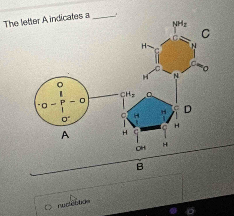 The 
B
nucleotide