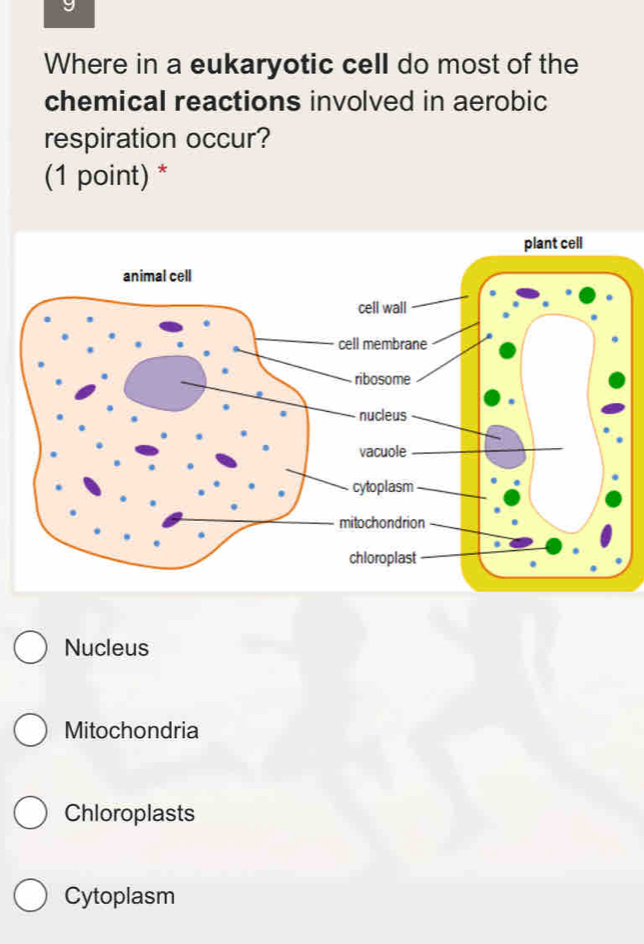 Where in a eukaryotic cell do most of the
chemical reactions involved in aerobic
respiration occur?
(1 point) *
Nucleus
Mitochondria
Chloroplasts
Cytoplasm