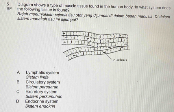 Diagram shows a type of muscle tissue found in the human body. In what system does
SF the following tissue is found?
Rajah menunjukkan sejenis tisu otot yang dijumpai di dalam badan manusia. Di dalam
sistem manakah tisu ini dijumpai?
A Lymphatic system
Sistem limfa
B Circulatory system
Sistem peredaran
C Excretory system
Sistem perkumuhan
D Endocrine system
Sistem endokrin