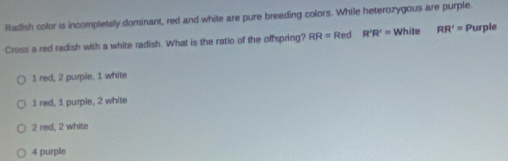 Radish color is incompletely dominant, red and white are pure breeding colors. While heterozygous are purple.
Cross a red radish with a white radish. What is the ratio of the offspring? RR= Red R'R'= White RR'= Purpie
1 red, 2 purple, 1 white
1 red, 1 purple, 2 white
2 red, 2 white
4 purple