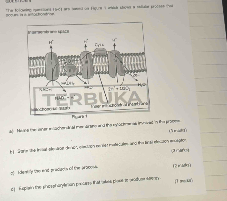 The following questions (a-d) are based on Figure 1 which shows a cellular process that
occurs in a mitochondrion.
a) Name the inner mitochondrial membrane and the cytochromes involved in the process.
(3 marks)
b) State the initial electron donor, electron carrier molecules and the final electron acceptor.
(3 marks)
c) Identify the end products of the process.
(2 marks)
d) Explain the phosphorylation process that takes place to produce energy. (7 marks)