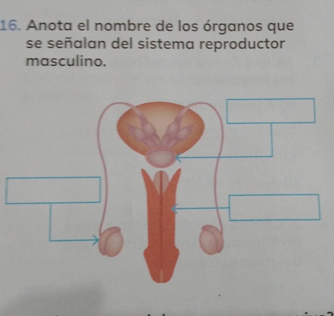 Anota el nombre de los órganos que 
se señalan del sistema reproductor 
masculino.