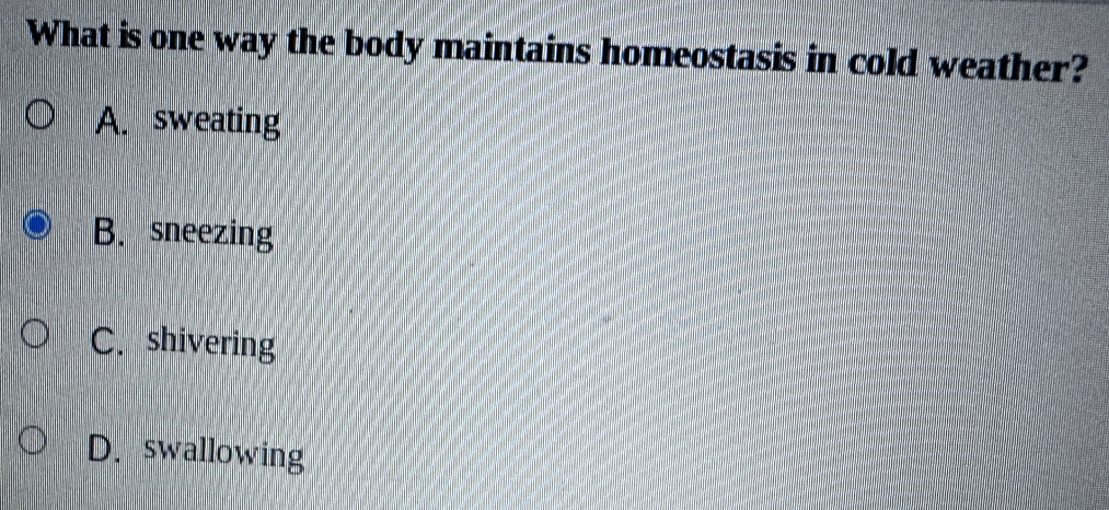 What is one way the body maintains homeostasis in cold weather?
A. sweating
B. sneezing
C. shivering
D. swallowing