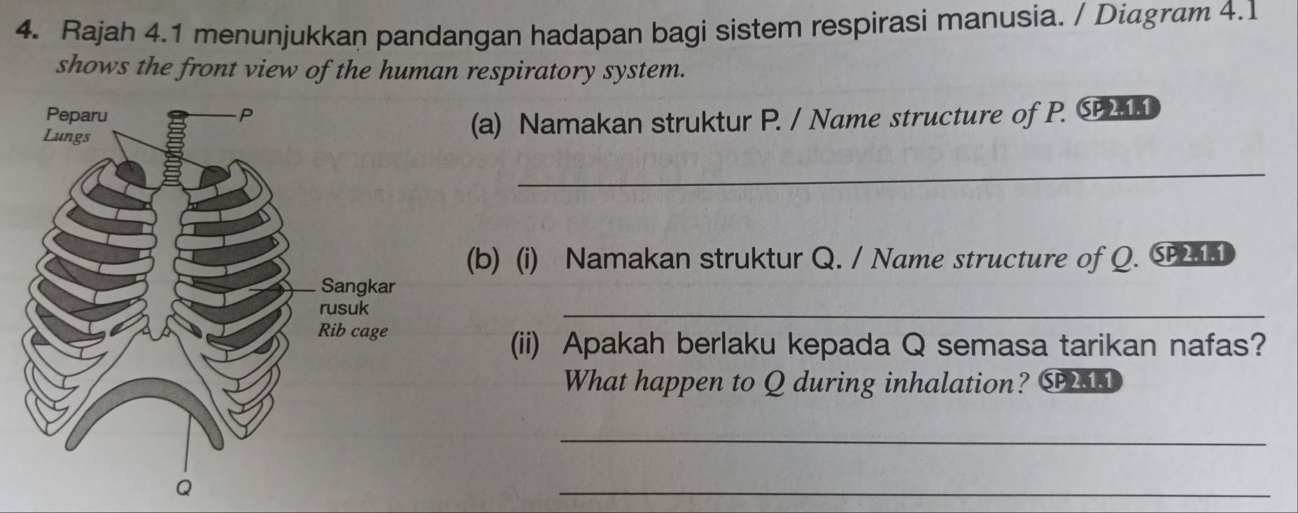 Rajah 4.1 menunjukkan pandangan hadapan bagi sistem respirasi manusia. / Diāgram 4.1 
shows the front view of the human respiratory system. 
(a) Namakan struktur P. / Name structure of P. C 
_ 
(b) (i) Namakan struktur Q. / Name structure of Q. C 
_ 
(ii) Apakah berlaku kepada Q semasa tarikan nafas? 
What happen to Q during inhalation? C11 
_ 
_