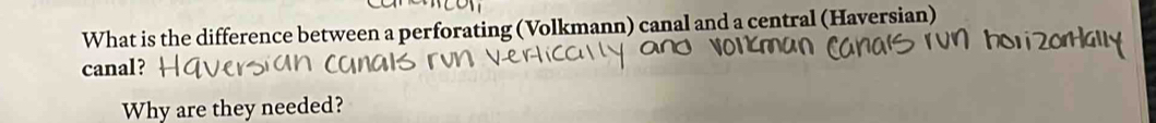 What is the difference between a perforating (Volkmann) canal and a central (Haversian) 
canal? 
Why are they needed?