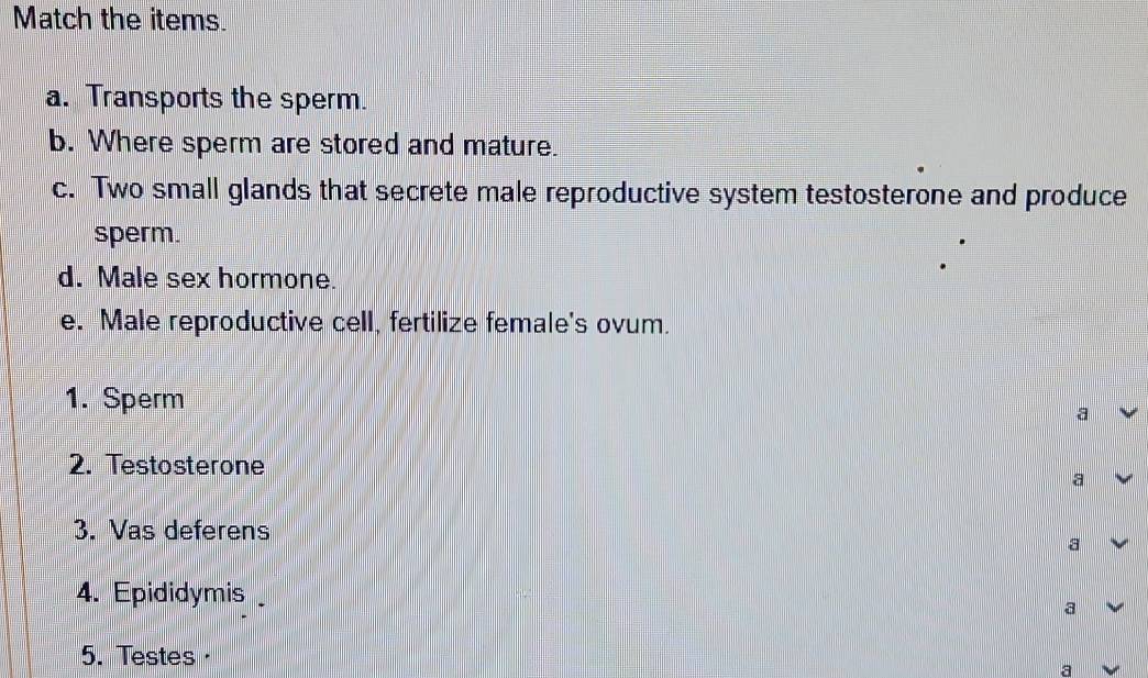 Match the items. 
a. Transports the sperm. 
b. Where sperm are stored and mature. 
c. Two small glands that secrete male reproductive system testosterone and produce 
sperm. 
d. Male sex hormone. 
e. Male reproductive cell, fertilize female's ovum. 
1. Sperm 
a 
2. Testosterone 
a 
3. Vas deferens 
a 
4. Epididymis 
a 
5. Testes· 
a