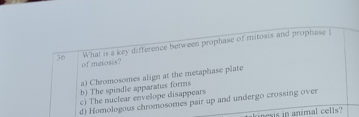 What is a key difference between prophase of mitosis and prophase I
of meiosis?
a) Chromosomes align at the metaphase plate
b) The spindle apparatus forms
c) The nuclear envelope disappears
d) Homologous chromosomes pair up and undergo crossing over
Kinesis in animal cells?