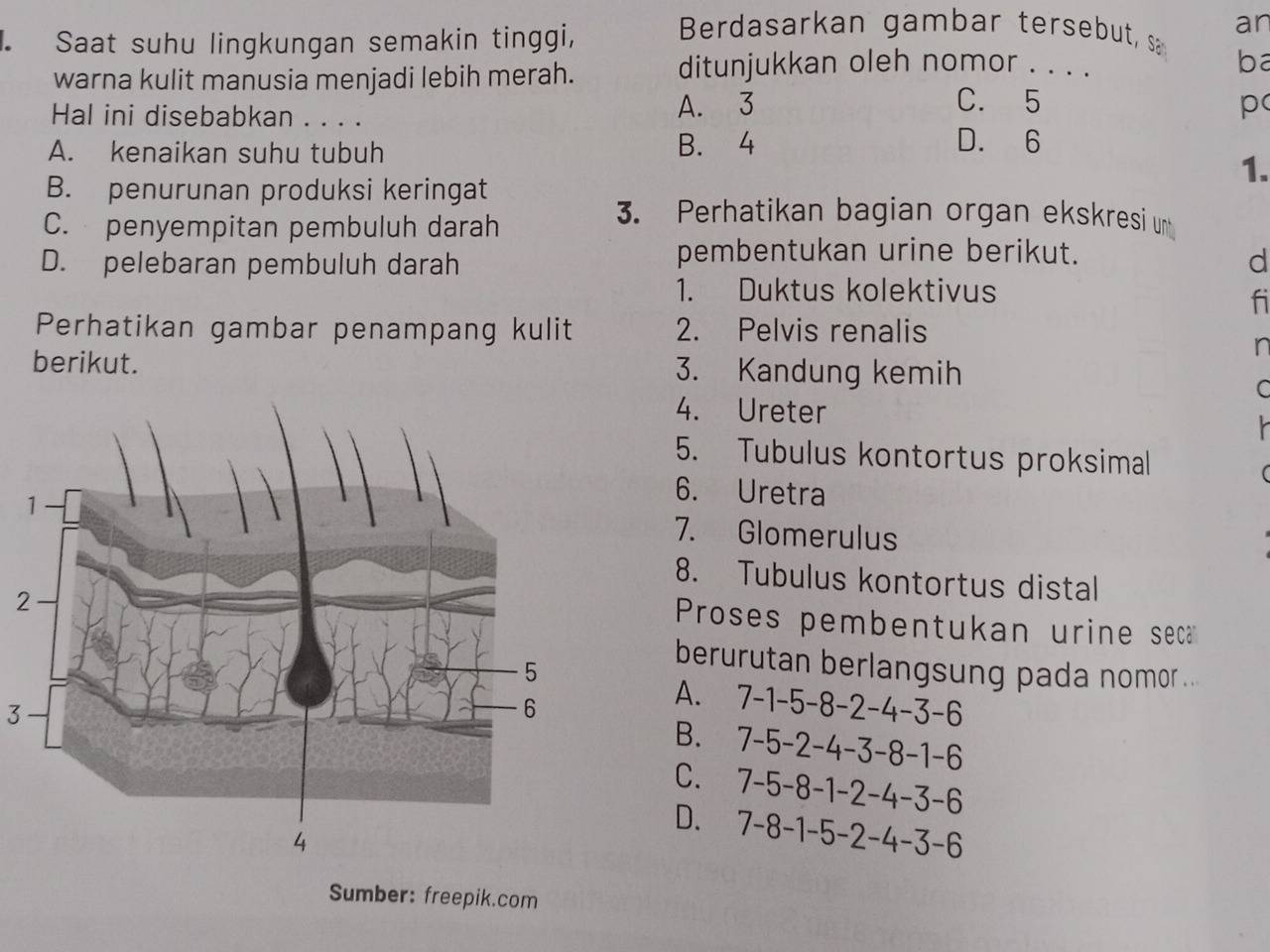 Saat suhu lingkungan semakin tinggi,
Berdasarkan gambar tersebut, s an
warna kulit manusia menjadi lebih merah.
ditunjukkan oleh nomor . . . .
ba
Hal ini disebabkan . . . . A. 3
C. 5 p
A. kenaikan suhu tubuh B. 4
D. 6
1.
B. penurunan produksi keringat
C. penyempitan pembuluh darah
3. Perhatikan bagian organ ekskresi un
pembentukan urine berikut.
D. pelebaran pembuluh darah d
1. Duktus kolektivus
fi
Perhatikan gambar penampang kulit 2. Pelvis renalis
n
berikut. 3. Kandung kemih
C
4. Ureter 
5. Tubulus kontortus proksimal
6. Uretra
7. Glomerulus
8. Tubulus kontortus distal
2
Proses pembentukan urine seca
berurutan berlangsung pada nomor ...
3
A. 7-1-5-8-2-4-3-6
B. 7-5-2-4-3-8-1-6
C.
D. 7-5-8-1-2-4-3-6
7-8-1-5-2-4-3-6
Sumber: freepik.com