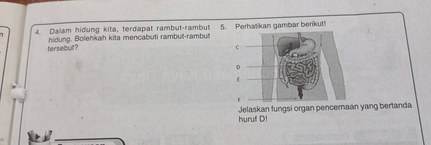 7 4. Dalam hidung kita, terdapat rambut-rambut 5. Perhatikan gambar berikut! 
hidung. Bolehkah kita mencabuti rambut-rambut 
tersebut? 
Jelaskan fungsi organ pencernaan yang bertanda 
huruf D!