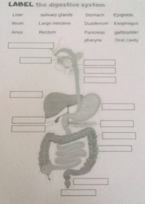 LABEL the digestive system 
Liver salivary glands Stomach Epiglattis 
ileum Large intestine Duadenum Esophagus 
Anus Rectum Pancreas gallbladder 
pharynx Oral cavity