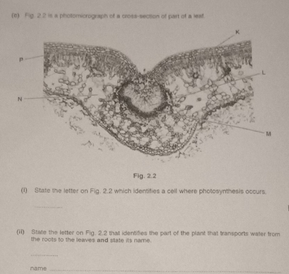 Fig 2 2 is a photomicrograph of a cross-section of part of a leaf. 
Fig. 2.2 
(I) State the letter on Fig. 2.2 which identifies a cell where photosynthesis occurs. 
_ 
(il) State the letter on Fig. 2.2 that identifies the part of the plant that transports water from 
the roots to the leaves and state its name. 
_ 
name_