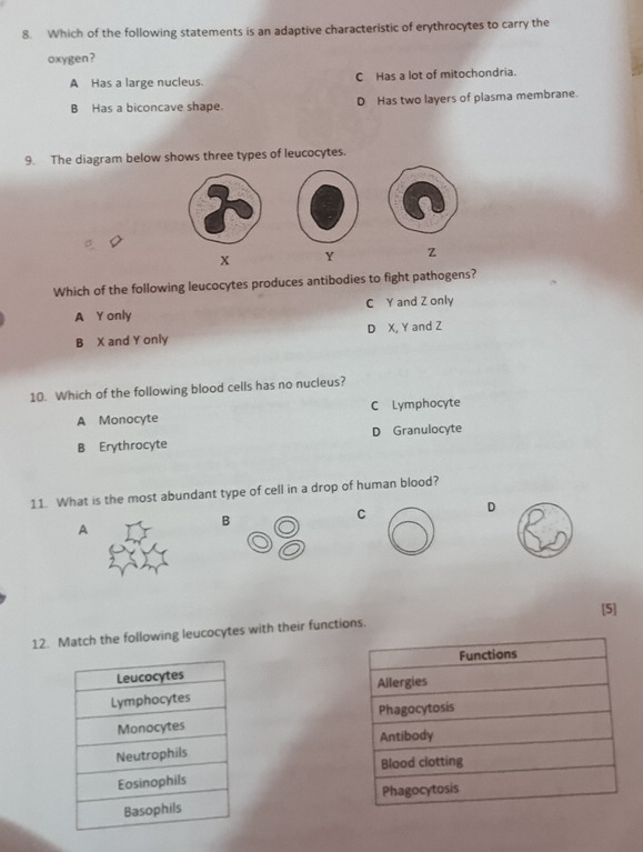 Which of the following statements is an adaptive characteristic of erythrocytes to carry the
oxygen?
A Has a large nucleus. C Has a lot of mitochondria.
B Has a biconcave shape. D Has two layers of plasma membrane.
9. The diagram below shows three types of leucocytes.
x Y Z
Which of the following leucocytes produces antibodies to fight pathogens?
A Y only C Y and Z only
B X and Y only D X, Y and Z
10. Which of the following blood cells has no nucleus?
A Monocyte C Lymphocyte
B Erythrocyte D Granulocyte
11. What is the most abundant type of cell in a drop of human blood?
D
A
B
C
[5]
12. Match the following leucocytes with their functions.