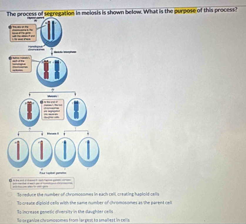 The process of segregation in meiosis is shown below. What is the purpose of this process?
Meicors|
n As the and st
mecas 1, the too
ch rameanimes
are segragated
no encerate
diaughter onlks.
n
Meiosis II
i
a

R a
Pour haploid gametes
[ At the and ot mass 1, sach hackis goenol comamn
g mer ter o wd go o homatgon shamooe
and tes onw and s fr war i gors .
To reduce the number of chromosomes in each cell, creating haploid cells
To create diploid cells with the same number of chromosomes as the parent cell
To increase genetic diversity in the daughter cells
To organize chromosomes from largest to smallest in cells