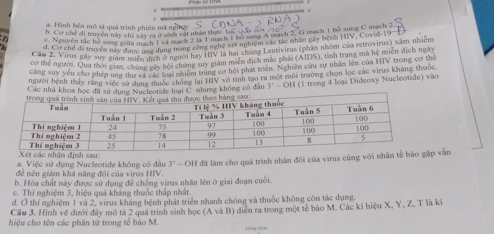 Phân tư DNA

3'
5'
a. Hình bên mô tả quá trình phiên mã ngược
gen b. Cơ chế di truyền này chỉ xảy ra ở sinh vật nhân thực. Go
n c. Nguyên tắc bổ sung giữa mạch 1 và mạch 2 là T mạch 1 bổ sung A mạch 2, G mạch 1 bổ sung C mạch 2
h d. Cơ chế di truyền này được ứng dụng trong công nghệ xét nghiệm các tác nhân gây bệnh HIV, Covid-19
Cầu 2. Virus gây suy giám miền dịch ở người hay HIV là hai chủng Lentivirus (phân nhóm của retrovirus) xâm nhiễm
cơ thể người. Qua thời gian, chúng gây hội chứng suy giảm miễn dịch mắc phải (AIDS), tình trạng mà hệ miễn dịch ngày
cảng suy yếu cho phép ung thư và các loại nhiễm trùng cơ hội phát triển. Nghiên cứu sự nhân lên của HIV trong cơ thể
người bệnh thấy rằng việc sử dụng thuốc chống lại HIV vô tình tạo ra một môi trường chọn lọc các virus kháng thuốc.
Các nhà khoa học đã sử dụNucleotide loại C nhưng không có đầu 3' - OH (1 trong 4 loại Dideoxy Nucleotide) vào
a. Việc sử dụng Nucleotide không có đầu  3' - OH đã làm cho quá trình nhân đôi của virus cùng với nhâvấn
đề nên giảm khả năng đôi của virus HIV.
b. Hóa chất này được sử dụng để chống virus nhân lên ở giai đoạn cuối.
c. Thí nghiệm 3, hiệu quả kháng thuốc thấp nhất.
d. Ở thí nghiệm 1 và 2, virus kháng bệnh phát triển nhanh chóng và thuốc không còn tác dụng.
Câu 3. Hình vẽ dưới đây mô tả 2 quá trình sinh học (A và B) diễn ra trong một tế bào M. Các kí hiệu X, Y, Z, T là kí
hiệu cho tên các phân tử trong tế bảo M.
Màng nhân