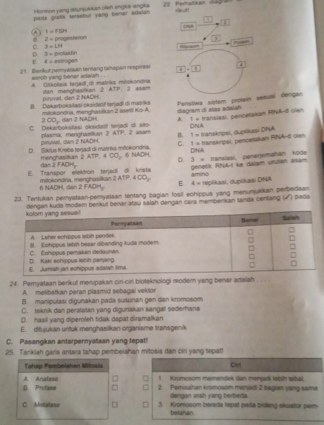 Hormon yang ditunjukkan olieh angka-angka 22. Perhatikan diagran
pada grafik tersebut yang benar adaish . rikut!
DNA 2
(A I=FEH progesteron
B 2=1
Peotsn
C. 3=LH Ribosom
D. 3= prolaktin
E. 4= estrogen
21. Berikut pernyataan tentang tahapan respirasi
4
aerob yang benar adalsh

A Glikolisis terjadi_di matriks mitokondria
piruvat, dan 2 NADH. dan menghasilkan 2 ATP. 2 asam
B. Dekarboksilasi oksidatif terjadi di matriks Peristiwa sistem protein sesuaí dengan
mitokondria, menghasilkan 2 aseti! Ko-A. diagram di atas adalah
2CO_2. dan 2 NADH 1= transiasi, pencetakan RINA-d oleh
A
C. Dekarboksilasi oksidatif terjadi di sito D NA
plasma, menghasilkan 2 ATP, 2 asam B. 1= transkripsi, dupšikasi DNA oleh
piruvat, dan 2 NADH
C. 1= transkripsi, pençetakan ! RNA-d
D. Siklus Krebs terjadi di matriks mitokondria. 6 NADH, DNA
menghasakan . 2ATP,4CO_2 D. 3= transiasi, penerjemahán kode
da n2FADH_2
géenetik RNA-t ke dalam urutan asam
E. Transpor elektron terjadi di krista amino
mitokondria, menghasilkan 2ATP,4CO_2. E. 4=
6 NADH, dan 2FADH_2 replikasi, duplikasi DINA
23. Tentukan pernyataan-pernyataan tentang bagian fosil eohippus yang menunjukkan perbedaan
dengan kuda modern berikut benar atau salah dengan cara memberikan tanda centang (√) pada
24. Peryataan berikut merupakan cin-ciri bioteknologi modern yang benar adalah
A. melibatkan peran plasmid sebagai vektor
B. manipulasi digunakan pada susunan gen dan kromosom
C. teknik dan peralatan yang digunakan sangat sederhana
D. hasil yang diperoleh tidak dapat diramalkan
E. ditujukan untuk menghasilkan organisme transgenik
C. Pasangkan antarpernyataan yang tepat!
25. Tariklah garis antara tahap pembelahan mitosis dan ciri yang tepat!
Tahap Pembelahan Mitosis Cirl
A. Anafase 1. Kromosom memendek dan menjadi lebih tebal.
B. Profase 2. Pemisahan kromosom manjadi 2 bagian yang sama
dengan arah yang berbeda 
C. Metatase 3. Kromosom berada tepat pada bidang ekuator pern-
belahan