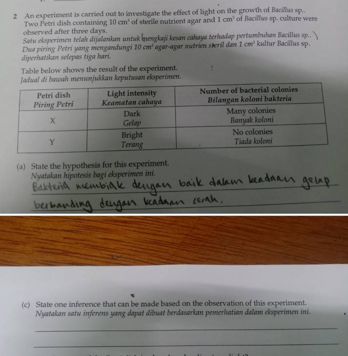 An experiment is carried out to investigate the effect of light on the growth of Bacillus sp.. 
Two Petri dish containing 10cm^3 of sterile nutrient agar and 1cm^3 of Bacillus sp. culture were 
observed after three days. 
Satu eksperimen telah dijalankan untuk mengkaji kesan cahaya terhadap pertumbuhan Bacillus sp... 
Dua piring Petri yang mengandungi 10cm^3 agar-agar nutrien steril dan 1cm^3 kultur Bacillus sp. 
diperhatikan selepas tiga hari. 
Table below shows the result of the experiment. 
Jadual di bawah menunjukkan keputusan eksperimen. 
(a) State the hypothesis for this experiment. 
Nyatakan hipotesis bagi eksperimen ini. 
_ 
_ 
_ 
_ 
_ 
_ 
_ 
_ 
(c) State one inference that can be made based on the observation of this experiment. 
Nyatakan satu inferens yang dapat dibuat berdasarkan pemerhatian dalam eksperimen ini. 
_ 
_