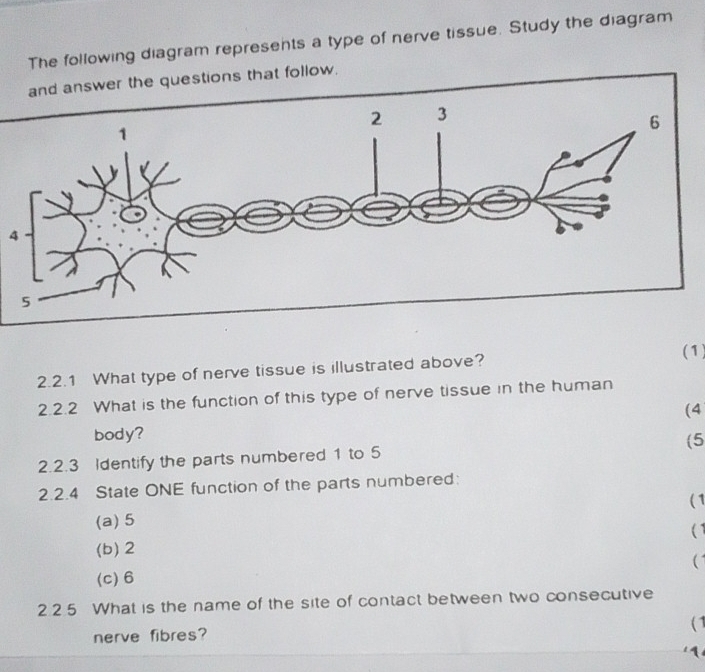 Solved: The following diagram represents a type of nerve tissue. Study ...