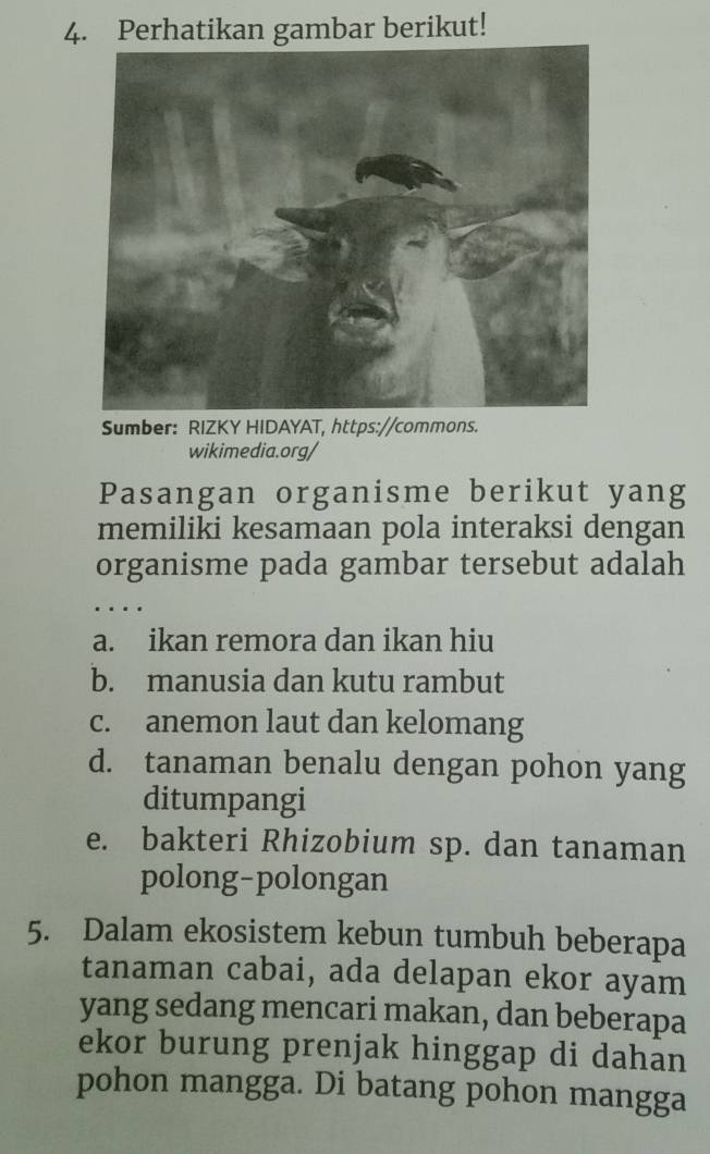 Perhatikan gambar berikut!
Sumber: RIZKY HIDAYAT, https://commons.
wikimedia.org/
Pasangan organisme berikut yang
memiliki kesamaan pola interaksi dengan
organisme pada gambar tersebut adalah
.
a. ikan remora dan ikan hiu
b. manusia dan kutu rambut
c. anemon laut dan kelomang
d. tanaman benalu dengan pohon yang
ditumpangi
e. bakteri Rhizobium sp. dan tanaman
polong-polongan
5. Dalam ekosistem kebun tumbuh beberapa
tanaman cabai, ada delapan ekor ayam
yang sedang mencari makan, dan beberapa
ekor burung prenjak hinggap di dahan
pohon mangga. Di batang pohon mangga