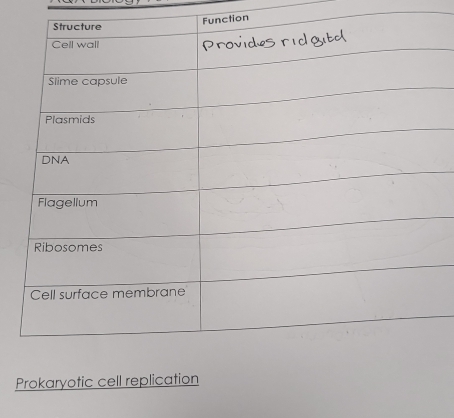 unction 
Prokaryotic cell replication