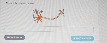 Name this specialised cell. 
1 DON'T KNOW SUBMIT ANSWER