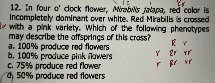 In four o' clock flower, Mirabilis jalapa, red color is
incompletely dominant over white. Red Mirabilis is crossed
with a pink variety. Which of the following phenotypes
may describe the offsprings of this cross?
a. 100% produce red flowers
b. 100% produce pink Nowers
c. 75% produce red flower
d 50% produce red flowers