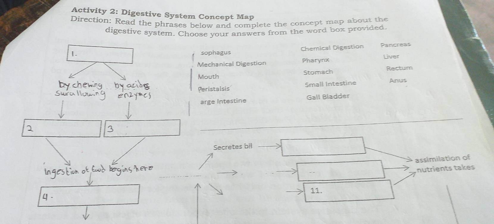 Activity 2: Digestive System Concept Map 
Direction: Read the phrases below and complete the concept map about the 
digestive system. Choose your answers from the word box provided. 
1. sophagus Chemical Digestion Pancreas 
Mechanical Digestion Pharynx 
Liver 
Rectum 
Mouth Stomach 
Peristalsis Small Intestine Anus 
arge Intestine Gall Bladder 
_ 
_ 
_ 
_ 
_ 
Secretes bil 
assimilation of 
nutrients takes 
11.