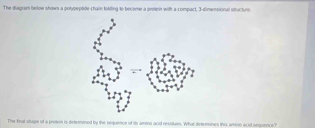 The diagram below shows a polypeptide chain folding to become a protein with a compact, 3-dimensional structure.
The final shape of a protein is determined by the sequence of its amino acid residues. What determines this amino acid sequence?