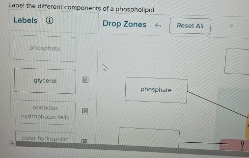 Solved: Label the different components of a phospholipid. Labels Drop ...