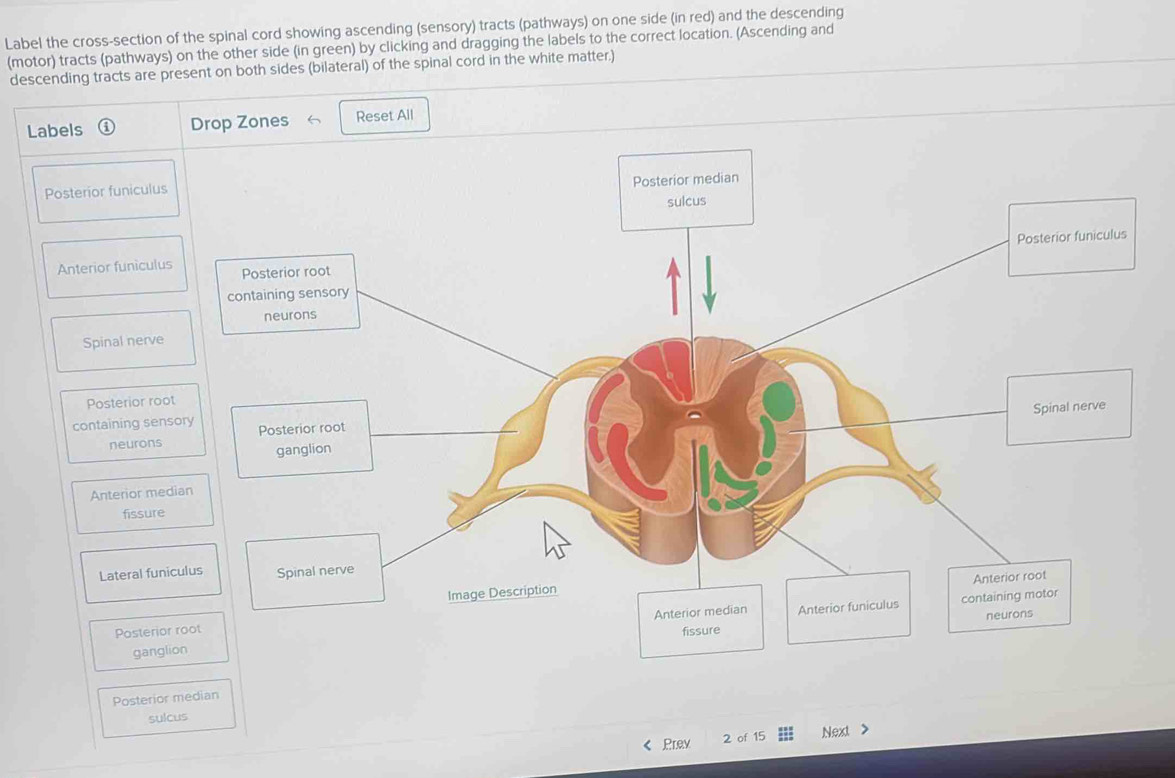 Solved: Label the cross-section of the spinal cord showing ascending ...