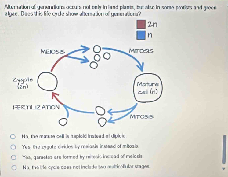 Alternation of generations occurs not only in land plants, but also in some protists and green
algae. Does this life cycle show altemation of generations?
No, the mature cell is haploid instead of diploid.
Yes, the zygote divides by meiosis instead of mitosis.
Yes, gametes are formed by mitosis instead of meiosis.
No, the life cycle does not include two multicellular stages.