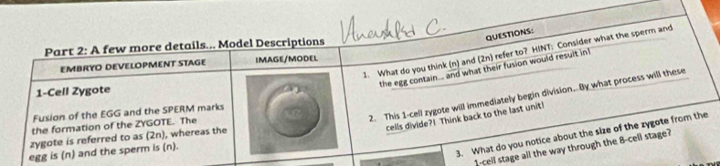 1-cell sta