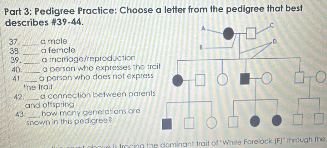 Pedigree Practice: Choose a letter from the pedigree that best 
describes #39-44. 
37._ a male 
38. _a female 
39. _a marriage/reproduction 
40._ a person who expresses the tr 
41. _a person who does not express 
the trait 
42._ a connection between parent 
and offspring 
43._ how many generations are 
shown in this pedigree? 
bove is tracing the dominant trait of ''White Forelock (F)'' through the