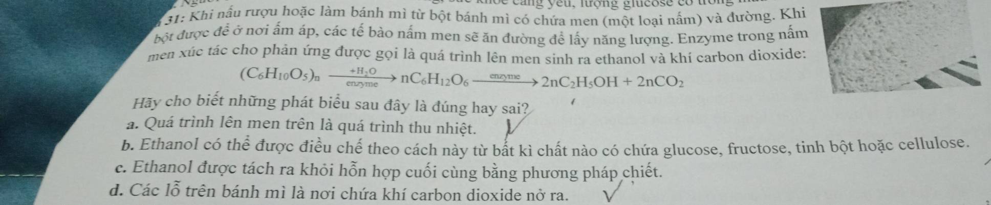 u, lượng giueos e c o 
* 31: Khi nấu rượu hoặc làm bánh mì từ bột bánh mì có chứa men (một loại nấm) và đường. Khi
bột được để ở nơi ấm áp, các tế bào nấm men sẽ ăn đường để lấy năng lượng. Enzyme trong nấm
men xúc tác cho phản ứng được gọi là quá trình lên men sinh ra ethanol và khí carbon dioxide:
(C_6H_10O_5)_nxrightarrow +H_2OnC_6H_12O_6xrightarrow enzyme2nC_2H_5OH+2nCO_2
Hãy cho biết những phát biểu sau đây là đúng hay sai? 1
a. Quá trình lên men trên là quá trình thu nhiệt.
b. Ethanol có thể được điều chế theo cách này từ bắt kì chất nào có chứa glucose, fructose, tinh bột hoặc cellulose.
c. Ethanol được tách ra khỏi hỗn hợp cuối cùng bằng phương pháp chiết.
d. Các lỗ trên bánh mì là nơi chứa khí carbon dioxide nở ra.