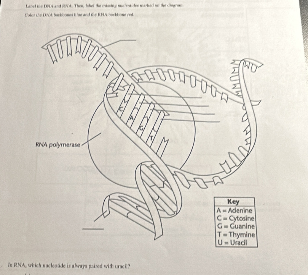 Solved: Label the DNA and RNA. Then, label the missing nucleotides ...