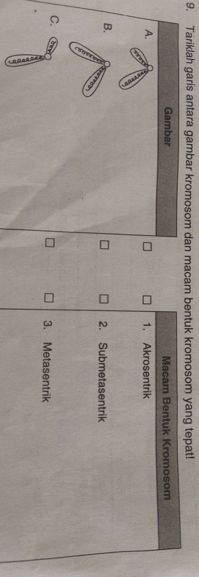 Tariklah garis antara gambar kromosom dan macam bentuk kromosom yang tepat!
Gambar Macam Bentuk Kromosom
A. 1. Akrosentrik
B. 2. Submetasentrik
C.
3. Metasentrik