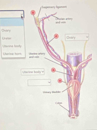 Ovar
Uret
Uterine body
Uterine horn