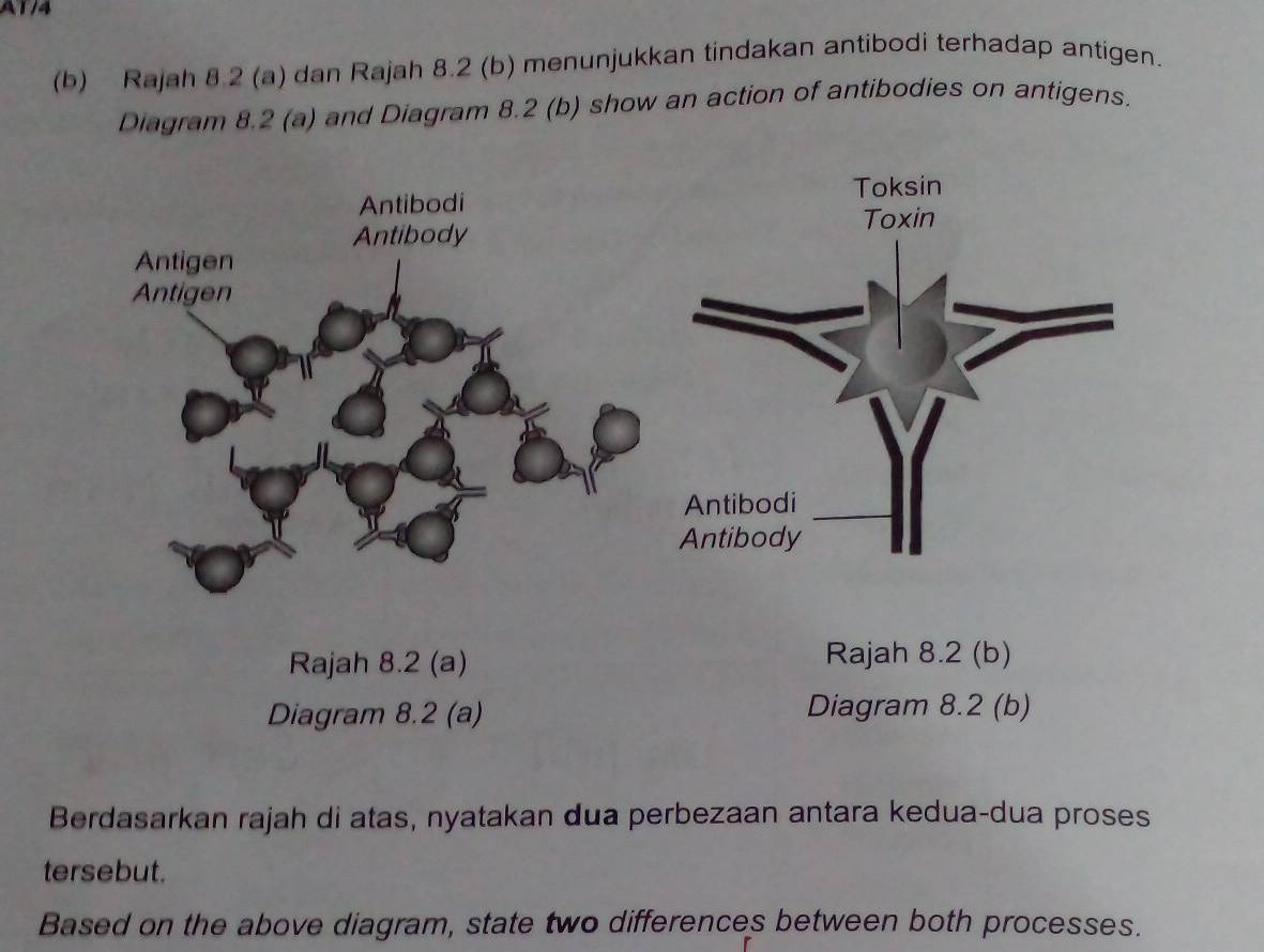 AT/4 
(b) Rajah 8 2 (a) dan Rajah 8.2 (b) menunjukkan tindakan antibodi terhadap antigen. 
Diagram 8.2 (a) and Diagram 8.2 (b) show an action of antibodies on antigens. 
Antibodi 
Antibody 
Antigen 
Antigen 
Rajah 8.2 (a) Rajah 8.2 (b) 
Diagram 8.2 (a) Diagram 8.2 (b) 
Berdasarkan rajah di atas, nyatakan dua perbezaan antara kedua-dua proses 
tersebut. 
Based on the above diagram, state two differences between both processes.