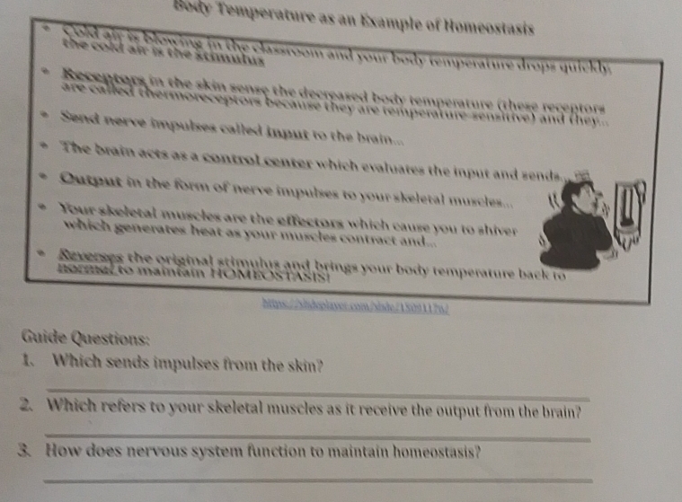 Body Temperature as an Example of Homeostasis 
cold air is blowing in the classroom and your body temperature drops quickly. 
the cold air is the stimulus . 
Receptors in the skin sense the decreased body temperature (these recep to 
are called thermoreceptors because they are temperature-sensitive) and (hey 
Send nerve impulses called imput to the brain... 
The brain acts as a control center which evaluates the input and sends. 
Cutput in the form of nerve impulses to your skeletal muscles... 
Your skeletal muscles are the effectors which cause you to shiver 
which generates heat as your muscles contract and... 
Reverses the original stimulus and brings your body temperature back to 
o a to mai t a i HO M O S T I S 
https://sindeplayer.com/sisde/1509117%/ 
Guide Questions: 
1. Which sends impulses from the skin? 
_ 
2. Which refers to your skeletal muscles as it receive the output from the brain? 
_ 
3. How does nervous system function to maintain homeostasis? 
_